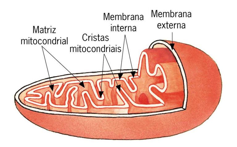 qual é a função da mitocôndria