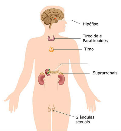 Glândulas do Corpo Humano, Considerações Anatômicas