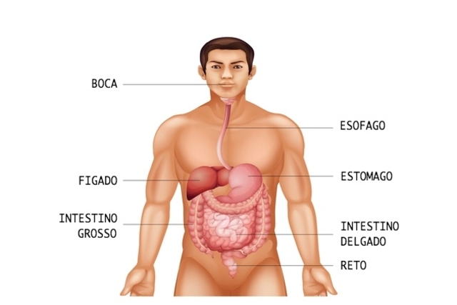 Sistema Digestivo - Resumo, Função e Controle
