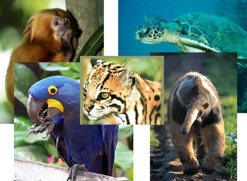 Animais em extinção nos Biomas Brasileiros