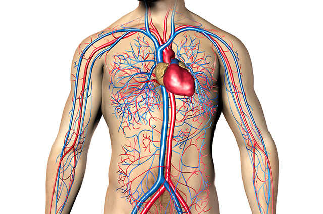 O Sistema Circulatório: Funções do Sistema Circulatório